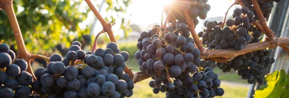 Penedés Vineyards & 4×4 Tour